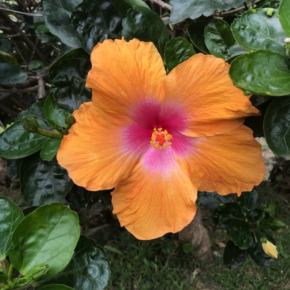 Meet your Posher, Lori - Picture 1 of 1